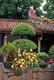 China: Flowers, Kaiyuan Buddhist Temple, Chaozhou, Guangdong Province